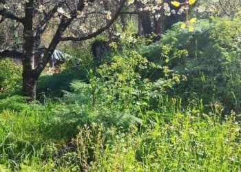 Terreno - Casa indipendente vico I San Venere, 30 - 32, Lauria - foto 26