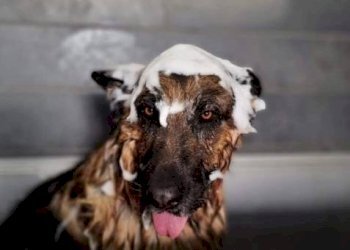 Altro - Commercial Activity Vigodarzere - photo 4