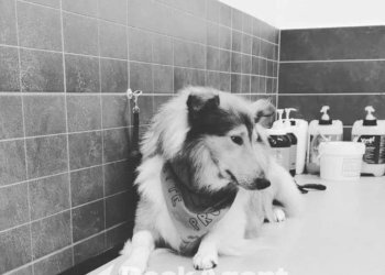 Altro - Commercial Activity Vigodarzere - photo 6