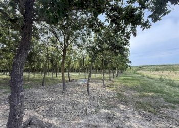 Negozio Ravenna - foto 9