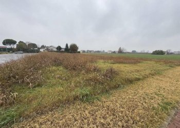 Terreno edificabile Cotignola - foto 2