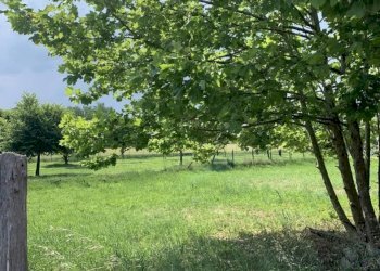 Terreno edificabile Russi - foto 2