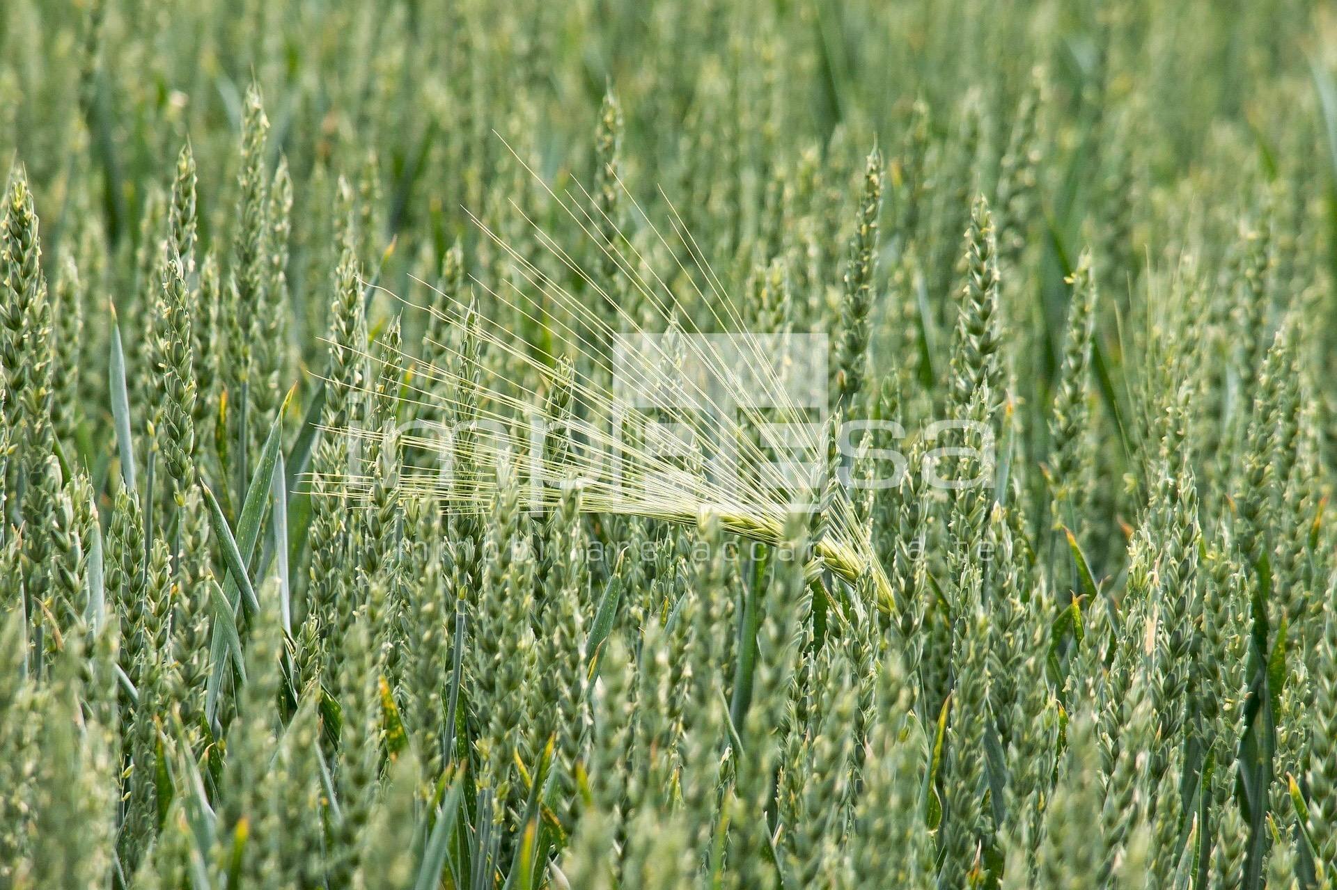 Foto 3 - Terreno edificabile Via Della Favorita, Fossalta di Piave - foto 3
