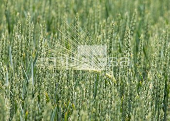 Foto 4 - Terreno edificabile Via Della Favorita, Fossalta di Piave - foto 4