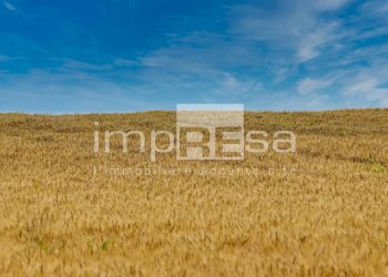 Foto 5 - Terreno edificabile Via Della Favorita, Fossalta di Piave - foto 5