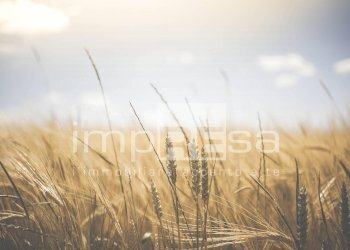 Foto 8 - Terreno edificabile Via Della Favorita, Fossalta di Piave - foto 8