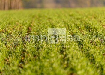 Foto 9 - Terreno edificabile Via Della Favorita, Fossalta di Piave - foto 9