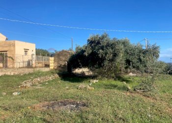 Giardino - Agricultural land Contrada Stancampiano
 
snc, Bagheria - photo 4