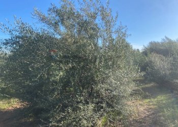 Non correlato - Agricultural land Contrada Stancampiano
 
snc, Bagheria - photo 8