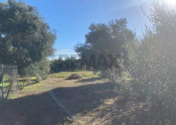 Giardino - Agricultural land Contrada Stancampiano
 
snc, Bagheria - photo 9