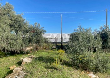 Giardino - Agricultural land Contrada Stancampiano
 
snc, Bagheria - photo 10