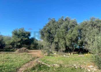 Giardino - Agricultural land Contrada Stancampiano
 
snc, Bagheria - photo 13