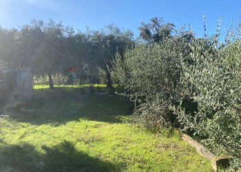 Giardino - Agricultural land Contrada Stancampiano
 
snc, Bagheria - photo 15