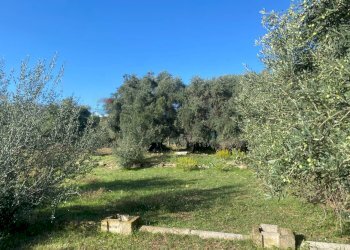 Giardino - Agricultural land Contrada Stancampiano
 
snc, Bagheria - photo 16