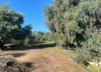 Giardino - Agricultural land Contrada Stancampiano
 
snc, Bagheria - photo 17