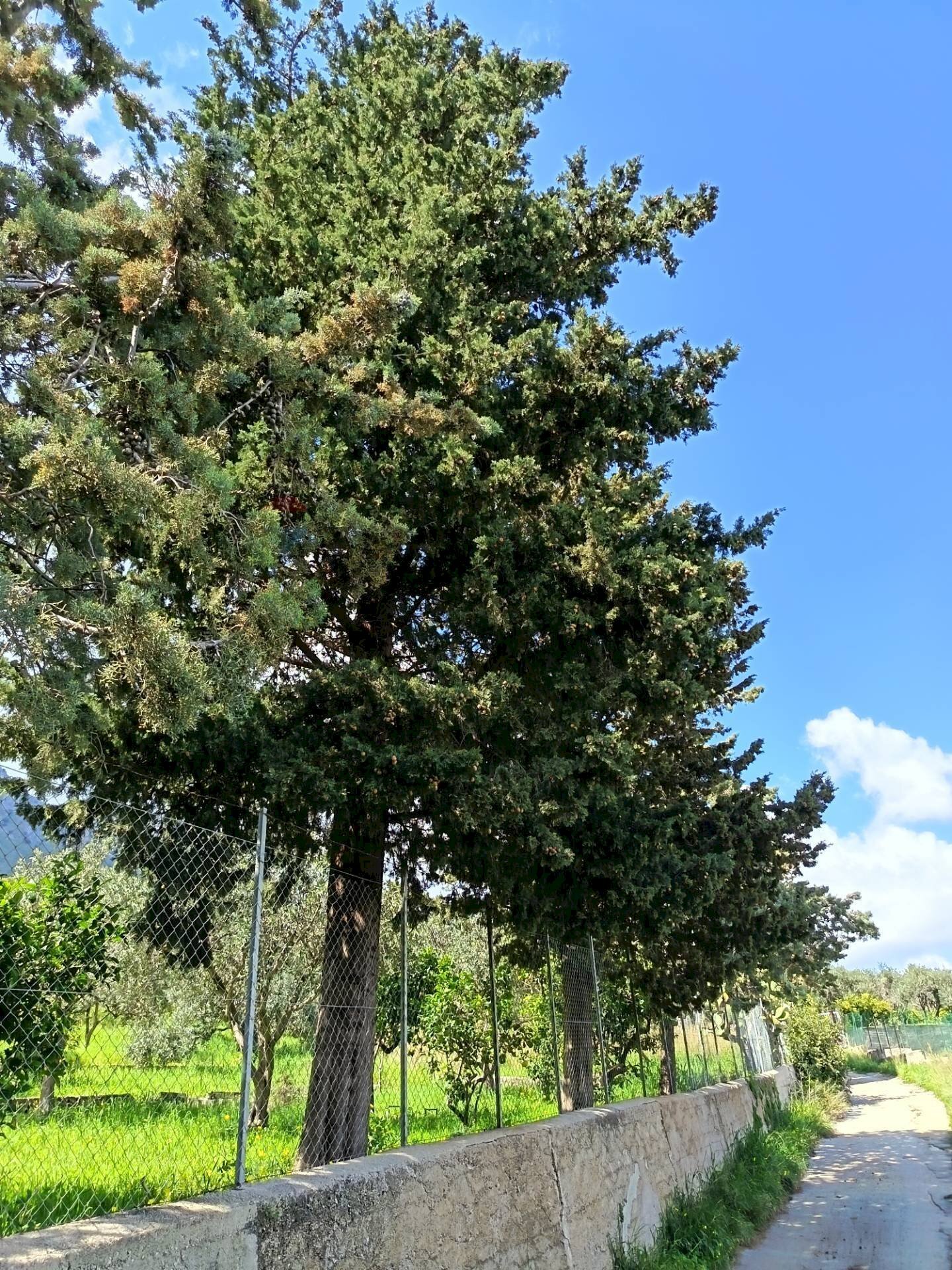 Giardino - Terreno agricolo via Parisi, Carini - foto 3