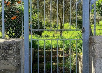 Giardino - Terreno agricolo via Parisi, Carini - foto 10