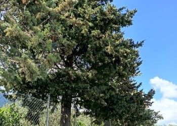 Giardino - Terreno agricolo via Parisi, Carini - foto 3