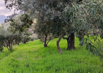 Giardino - Terreno agricolo via Parisi, Carini - foto 8
