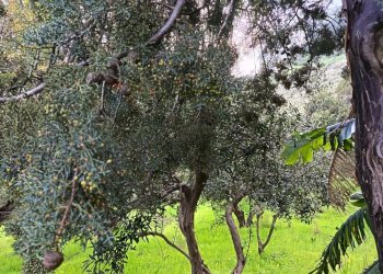 Giardino - Terreno agricolo via Parisi, Carini - foto 11