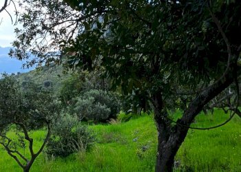 Giardino - Terreno agricolo via Parisi, Carini - foto 14