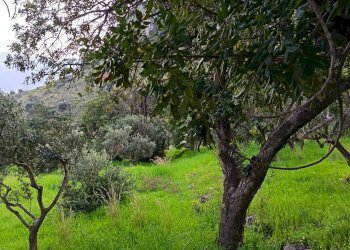 Giardino - Terreno agricolo via Parisi, Carini - foto 15