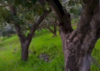 Giardino - Terreno agricolo via Parisi, Carini - foto 16