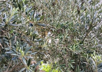 Giardino - Terreno agricolo via Parisi, Carini - foto 19