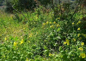 Vista delle montagne - Terreno agricolo via Parisi, Carini - foto 24