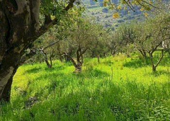 Giardino - Terreno agricolo via Parisi, Carini - foto 26