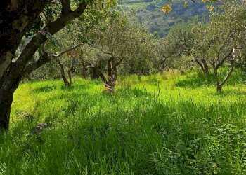 Giardino - Terreno agricolo via Parisi, Carini - foto 27