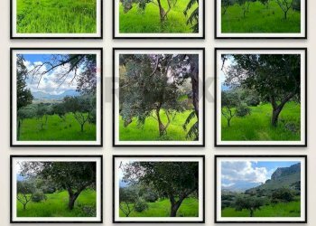 Dettagli - Terreno agricolo via Parisi, Carini - foto 5