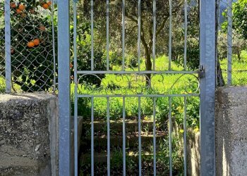 Giardino - Terreno agricolo via Parisi, Carini - foto 30