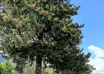 Giardino - Terreno agricolo via Parisi, Carini - foto 31