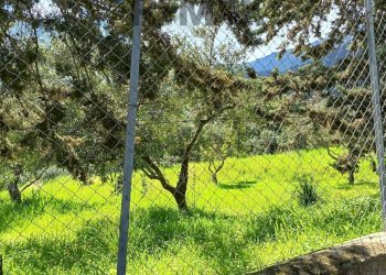 Giardino - Terreno agricolo via Parisi, Carini - foto 34