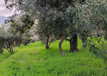Giardino - Terreno agricolo via Parisi, Carini - foto 41