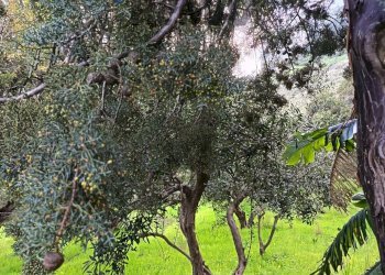 Giardino - Terreno agricolo via Parisi, Carini - foto 42