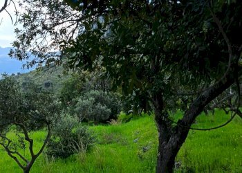 Giardino - Terreno agricolo via Parisi, Carini - foto 45