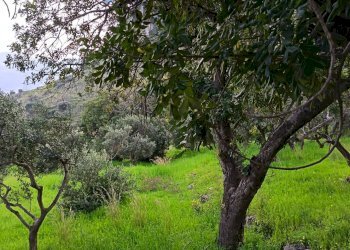 Giardino - Terreno agricolo via Parisi, Carini - foto 46