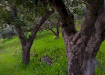 Giardino - Terreno agricolo via Parisi, Carini - foto 47