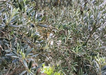 Giardino - Terreno agricolo via Parisi, Carini - foto 51