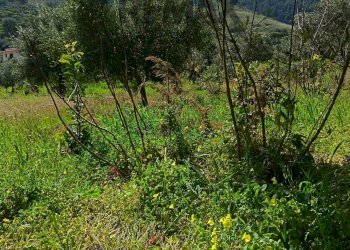Vista delle montagne - Terreno agricolo via Parisi, Carini - foto 57