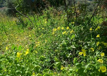 Vista delle montagne - Terreno agricolo via Parisi, Carini - foto 58