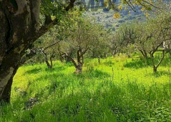 Giardino - Terreno agricolo via Parisi, Carini - foto 60