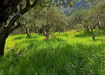 Giardino - Terreno agricolo via Parisi, Carini - foto 61