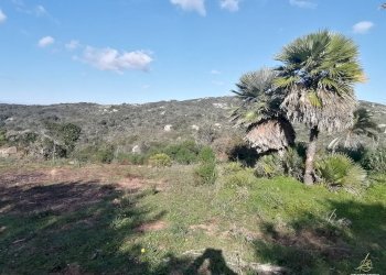 Foto 1 - Terreno agricolo Aglientu - foto 1