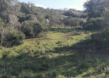 Foto 3 - Terreno agricolo Aglientu - foto 3