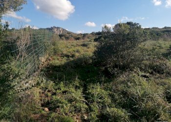 Foto 4 - Terreno agricolo Aglientu - foto 4