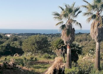 Foto 6 - Terreno agricolo Aglientu - foto 6