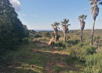 Foto 7 - Terreno agricolo Aglientu - foto 7